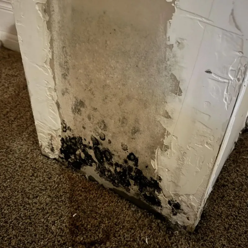 Professional Mold Removal in Hudson, TX